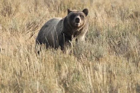 Trail Walker Attacked by Bear in Yellowstone Transported to Hospital